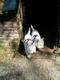 Klik op de foto voor groter formaat